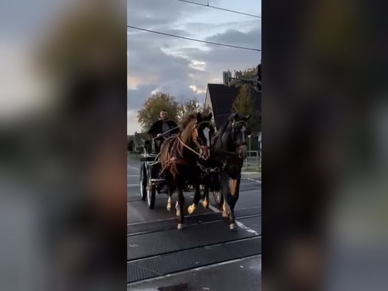 Silesian Gelding 6 years 16,1 hh Black in Thießen