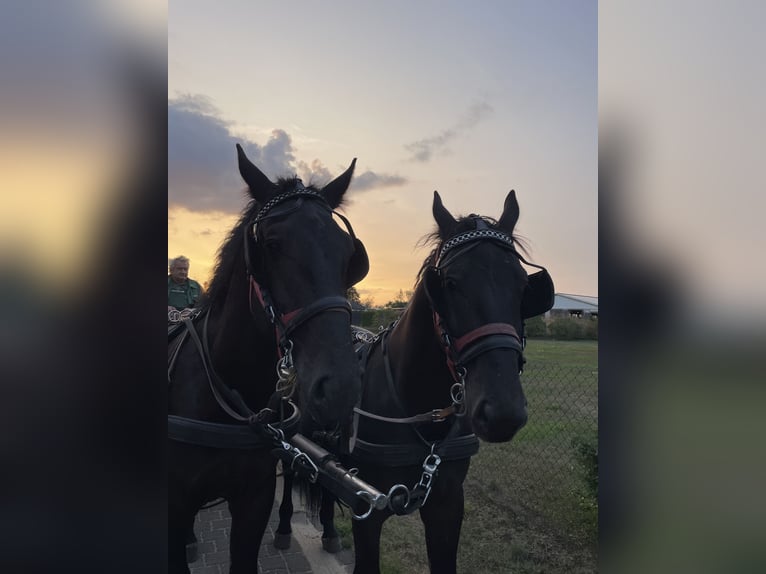 Silesian Gelding 6 years 16,1 hh Black in Thießen