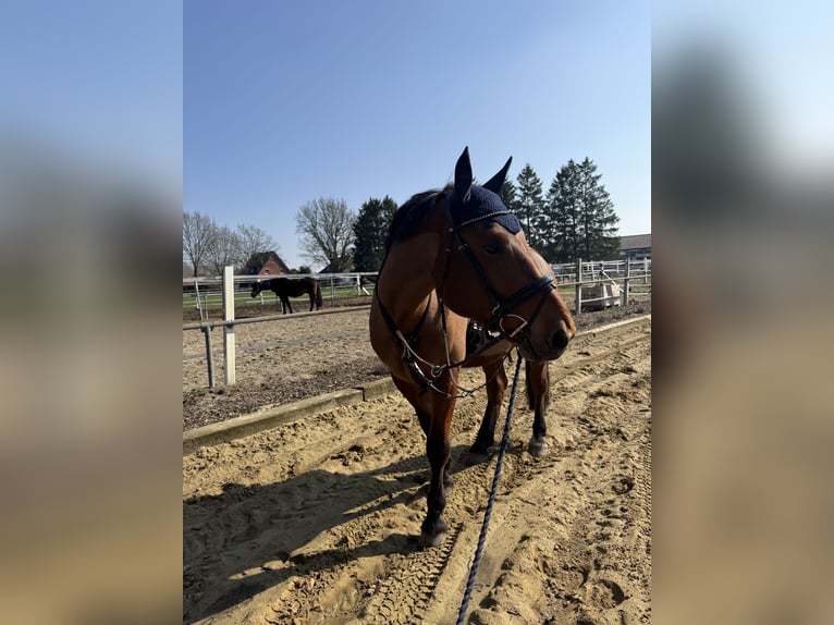 Silesian Gelding 6 years 16,1 hh Brown in Diepholz