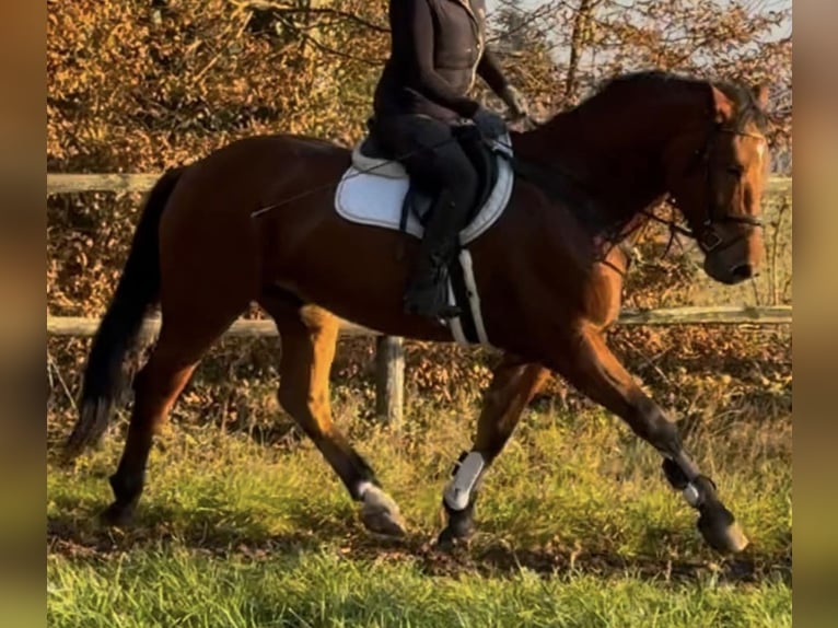 Silesian Gelding 6 years 16,1 hh Brown in Diepholz