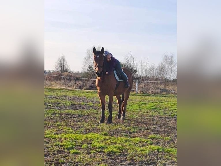 Silesian Gelding 6 years 17 hh Bay in Nowa Sól