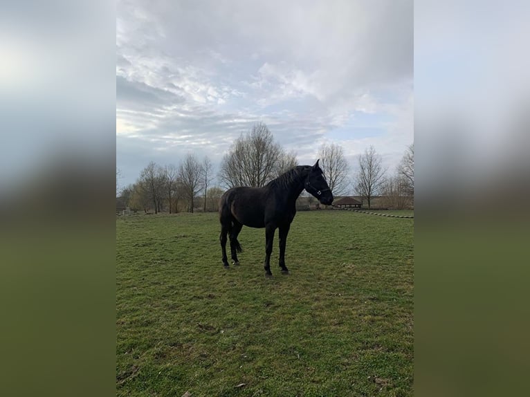 Silesian Gelding 6 years Black in Przęsocin