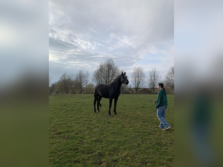 Silesian Gelding 6 years Black in Przęsocin