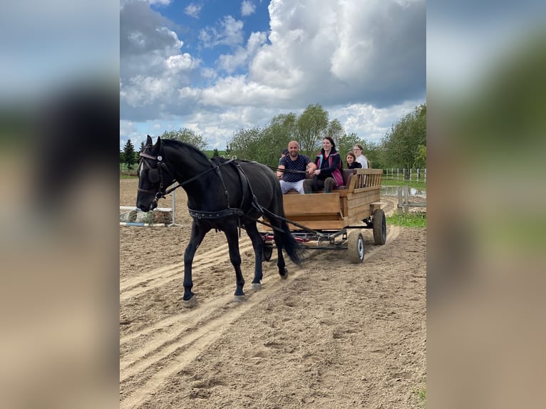 Silesian Gelding 6 years Black in Przęsocin