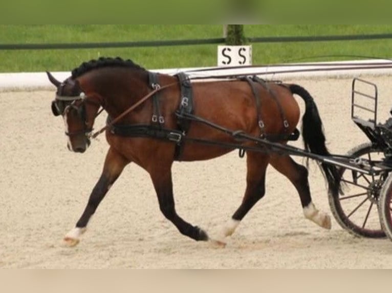 Silesian Gelding 7 years 16 hh Brown in Grünau