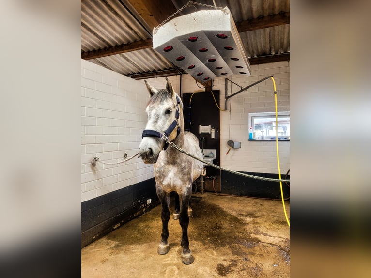 Silesian Gelding 7 years 16 hh Grey in Mechernich