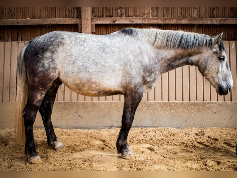 Silesian Gelding 7 years 16 hh Grey in Mechernich