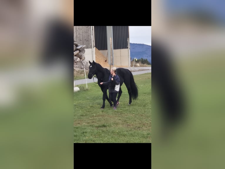 Silesian Gelding 7 years 16 hh in Zwiesel