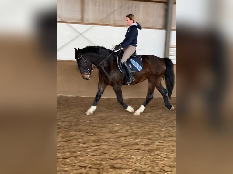 Silesian Gelding 7 years 16,1 hh Brown in Sinzig