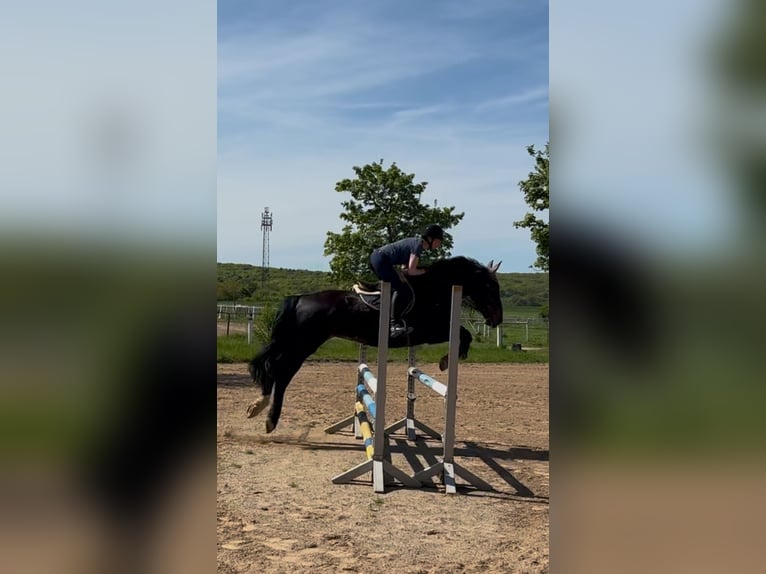Silesian Gelding 7 years 16,1 hh Brown in Sinzig