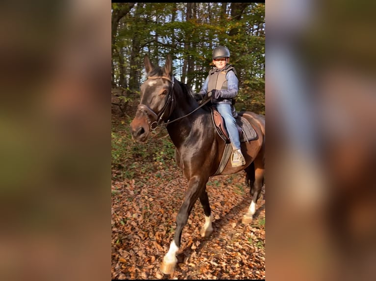 Silesian Gelding 7 years 16,1 hh Brown in Sinzig
