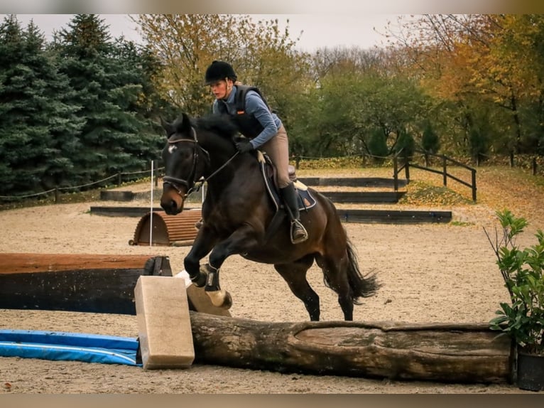 Silesian Gelding 7 years 16,1 hh Brown in Sinzig