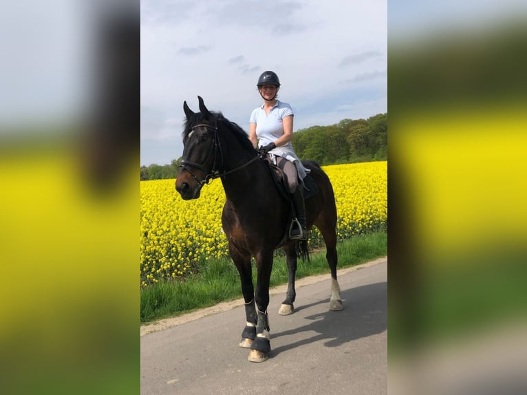 Silesian Gelding 7 years 16,1 hh Brown in Sinzig