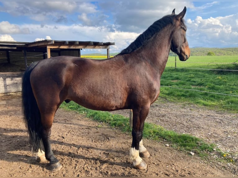 Silesian Gelding 7 years 16,1 hh Brown in Sinzig
