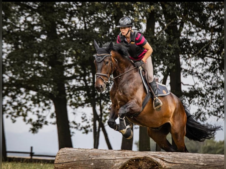 Silesian Gelding 7 years 16,1 hh Brown in Sinzig