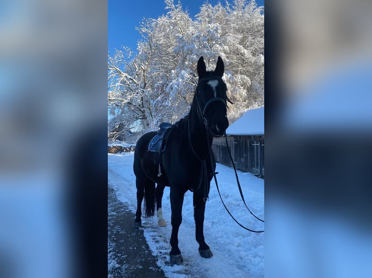 Silesian Gelding 7 years 17 hh Black in Kirchberg an der Iller