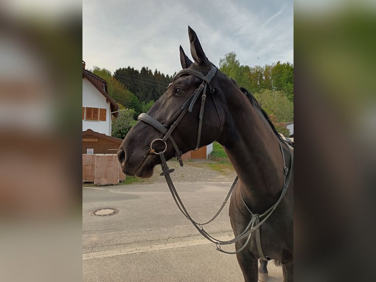 Silesian Gelding 7 years 17 hh Black in Kirchberg an der Iller