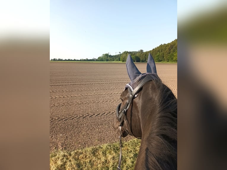 Silesian Gelding 7 years 17 hh Black in Kirchberg an der Iller