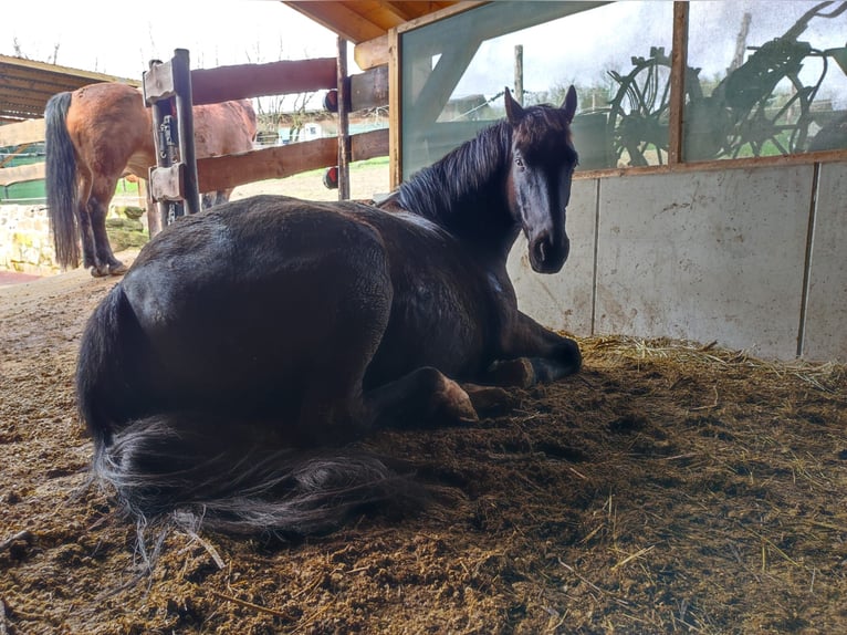 Silesian Gelding 8 years 15,3 hh Black in Michelstadt