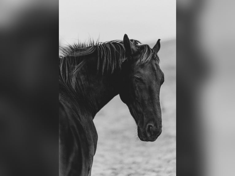 Silesian Gelding 8 years 15,3 hh Black in Michelstadt