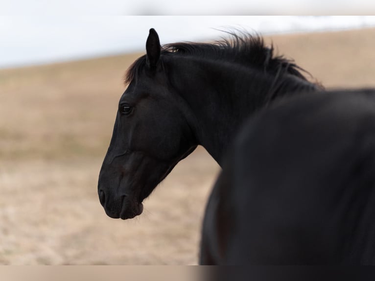 Silesian Gelding 8 years 15,3 hh Black in Michelstadt