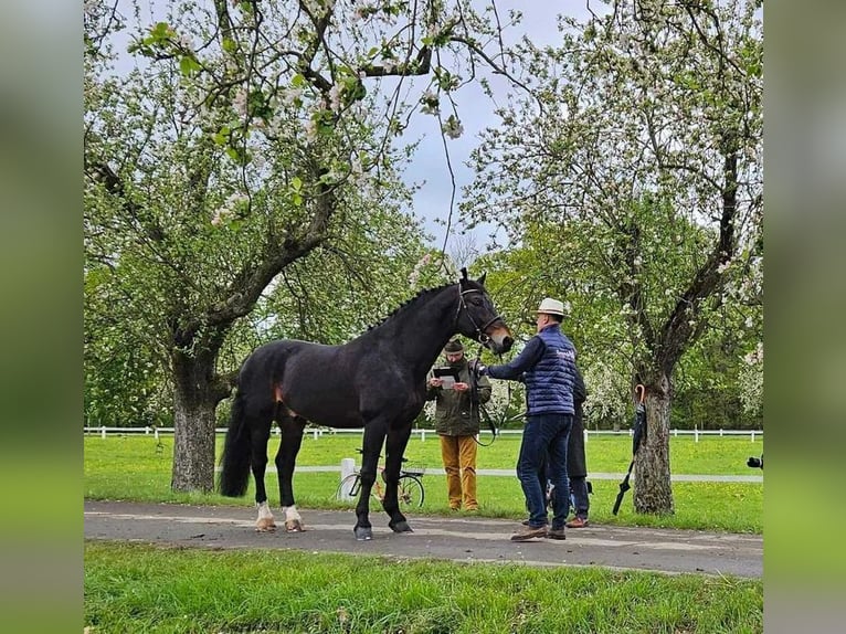 Silesian Gelding 8 years 16,1 hh Bay in Dziemiany