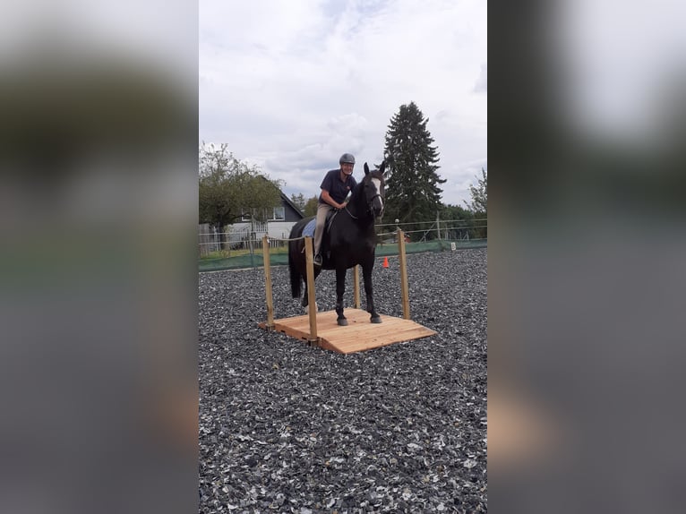 Silesian Gelding 8 years 16,1 hh Black in Asbach(Westerwald)