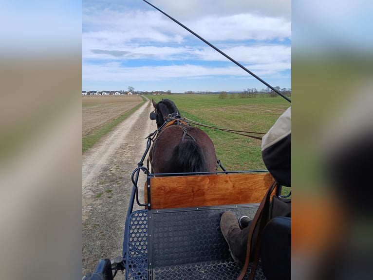 Silesian Gelding 8 years 16.1 hh Smoky-Black in Crailsheim