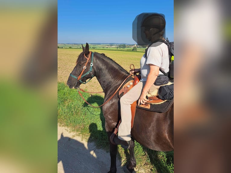 Silesian Gelding 8 years 16.1 hh Smoky-Black in Crailsheim