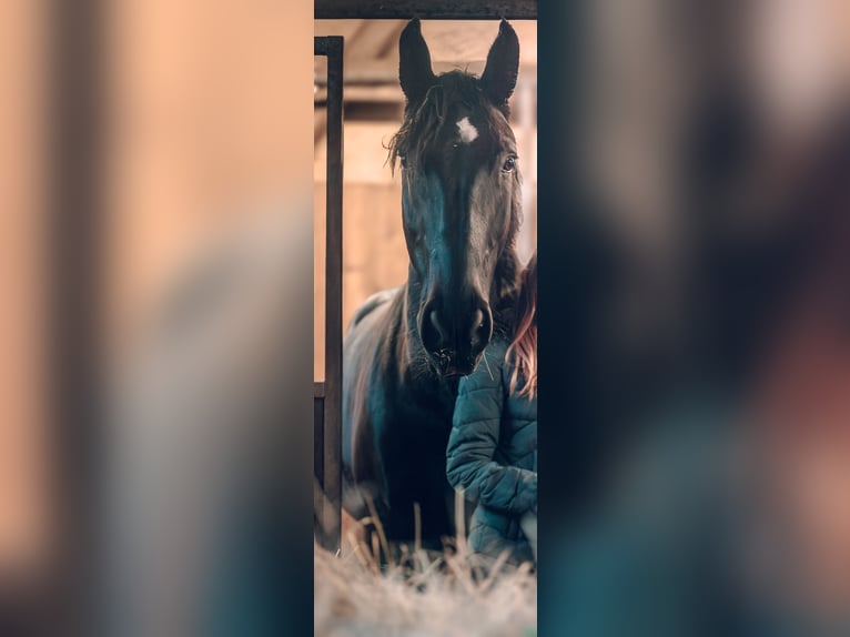 Silesian Gelding 8 years 16 hh Black in Freisen