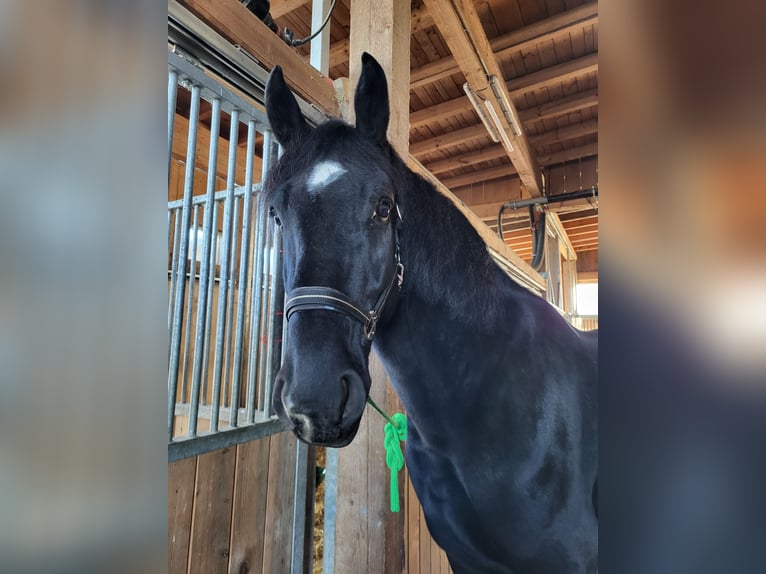 Silesian Gelding 8 years 16 hh in Zwiesel