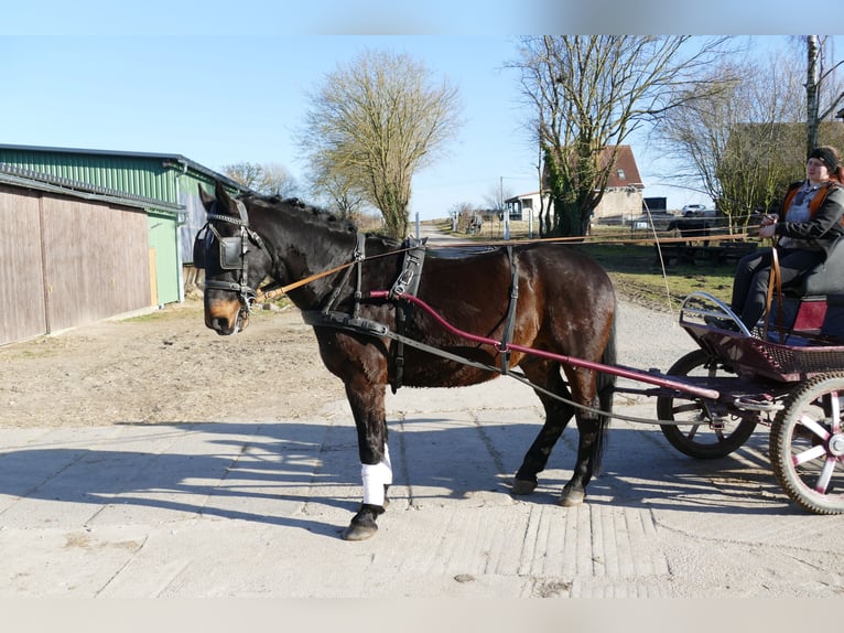 Silesian Gelding 8 years 16 hh  in Ganschow