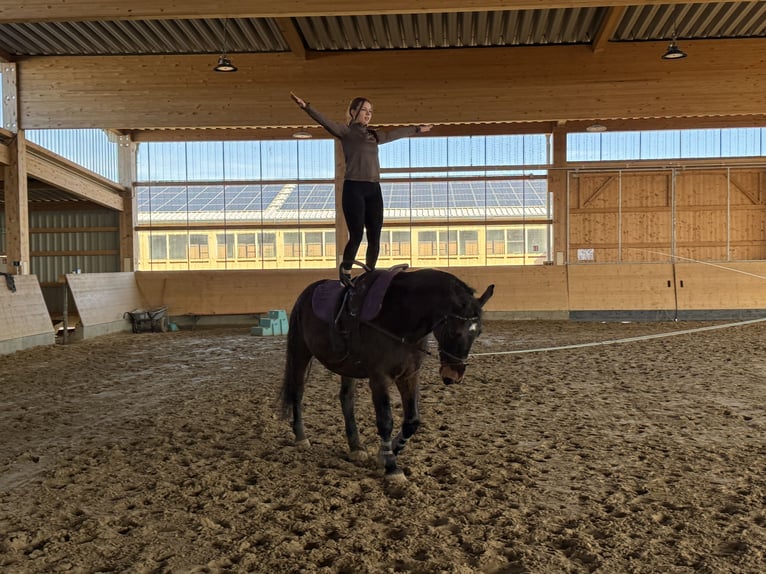 Silesian Gelding 8 years 16 hh  in Ganschow