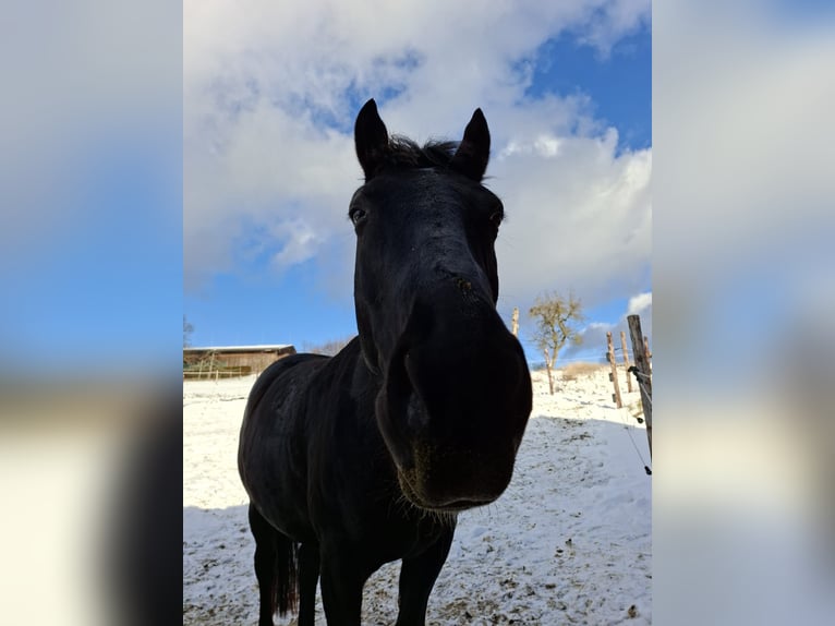 Silesian Gelding 8 years 16,1 hh Black in Michelstadt