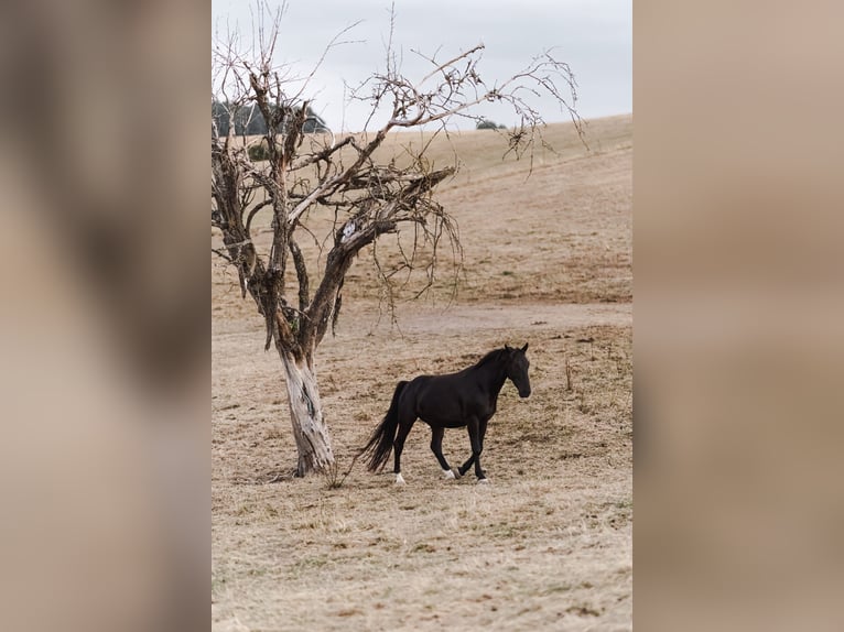 Silesian Gelding 8 years 16,1 hh Black in Michelstadt