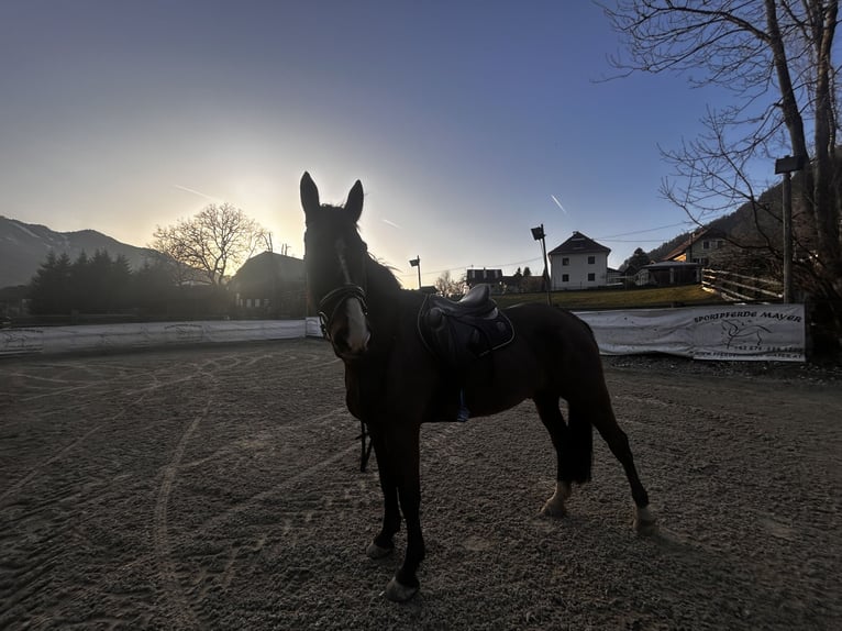 Silesian Gelding 8 years 16,2 hh Brown in Villach