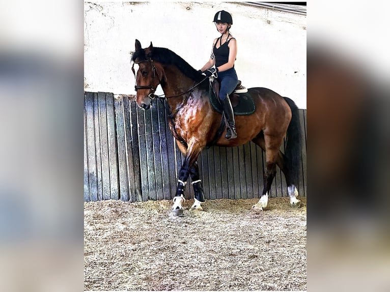 Silesian Gelding 9 years 16.1 hh Brown in Dannstadt-SchauernheimDannstadt