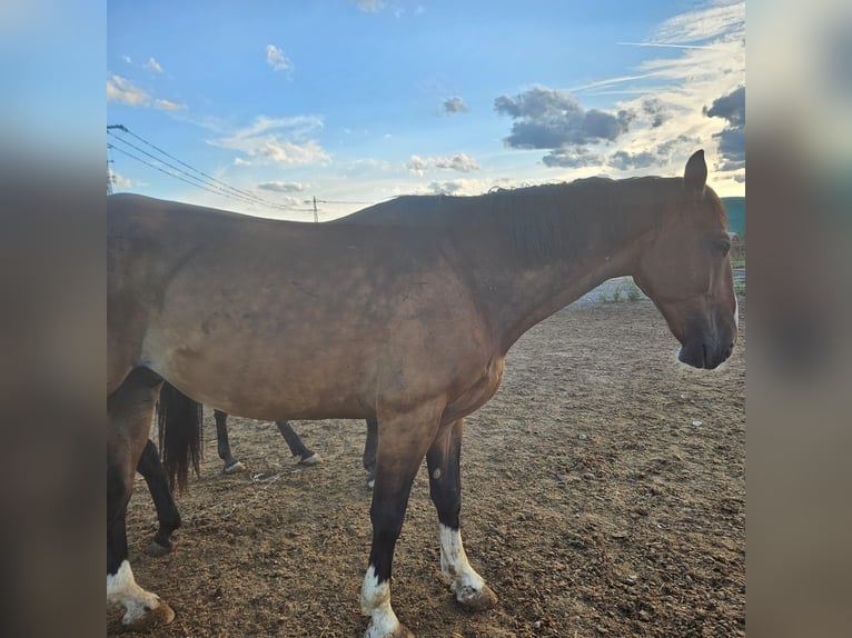 Silesian Gelding 9 years 16.1 hh Brown in Dannstadt-SchauernheimDannstadt