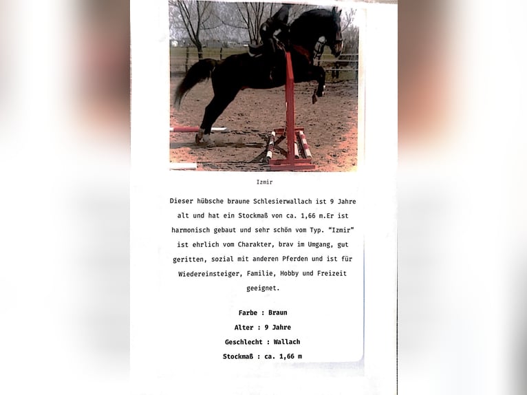 Silesian Gelding 9 years 16.1 hh Brown in Dannstadt-SchauernheimDannstadt
