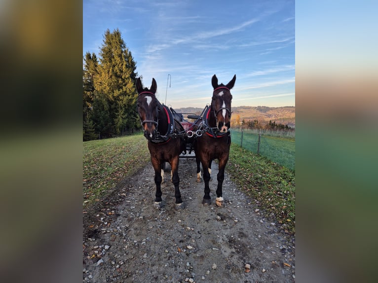 Silesian Gelding 9 years 16,1 hh Bay in Bukowina Tatrza&#x144;ska