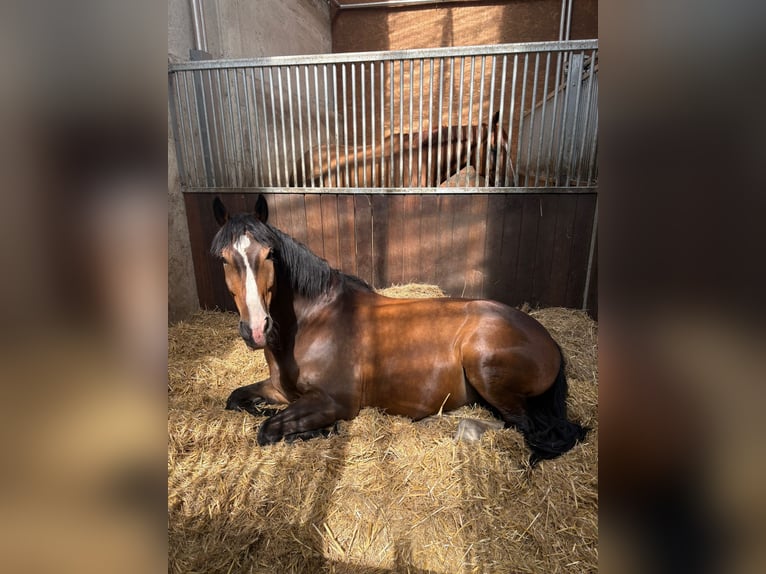 Silesian Mix Gelding 9 years 16,2 hh Bay-Dark in Berlin