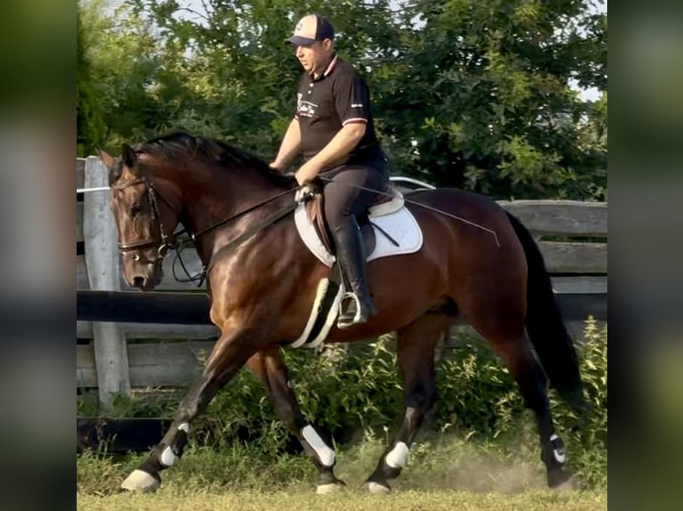 Silesian Mare 10 years 16 hh Brown in L&#xF6;hnberg