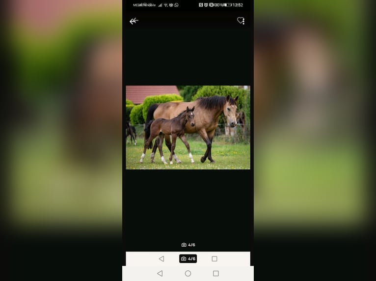 Silesian Mare 11 years 16 hh Buckskin in Nordkirchen