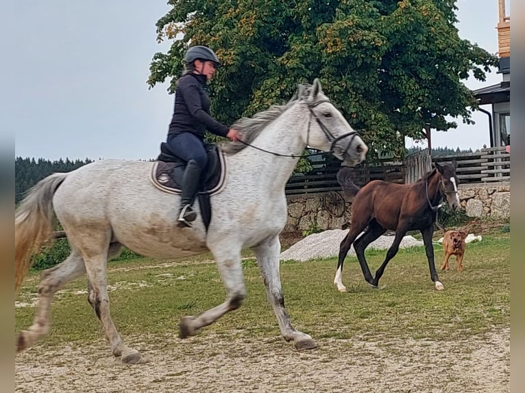 Silesian Mare 12 years 16,1 hh Grey-Fleabitten in St. Georgen am Walde