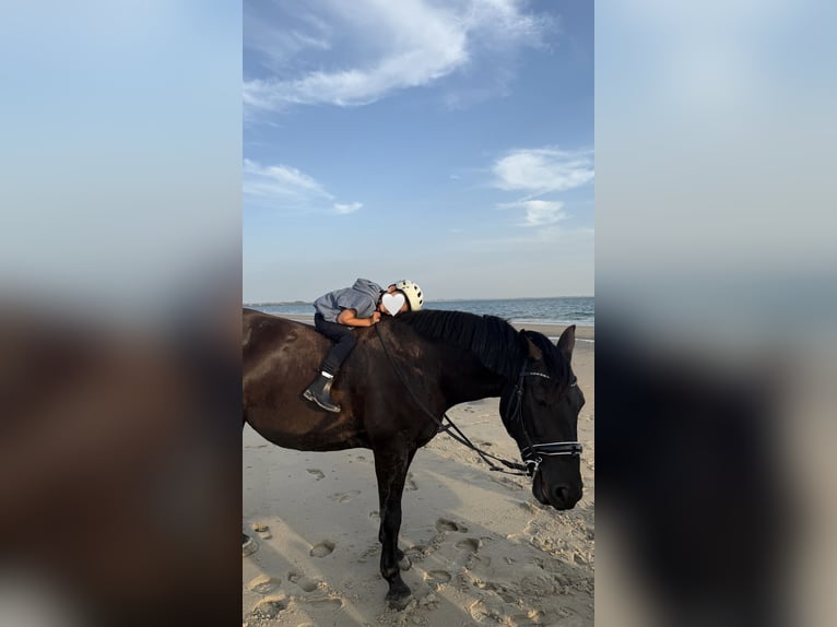 Silesian Mare 12 years Black in Hattingen
