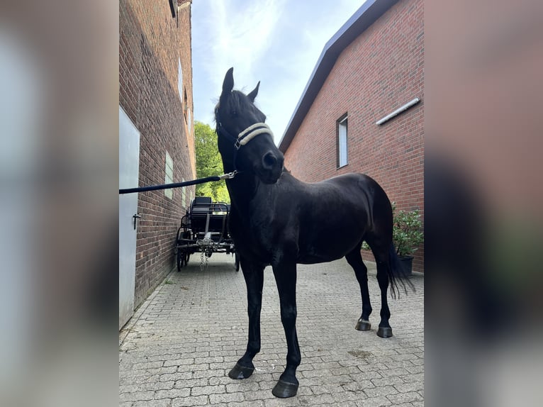 Silesian Mare 12 years Black in Hattingen