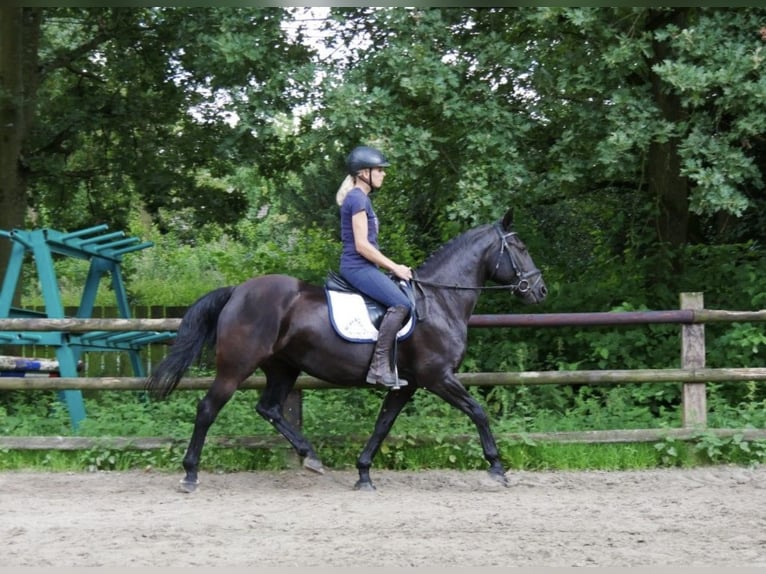 Silesian Mare 12 years Black in Hattingen