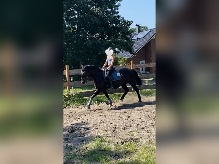 Silesian Mare 12 years Black in Hattingen