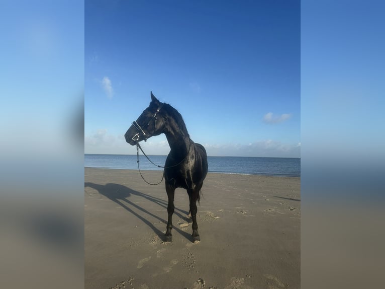 Silesian Mare 12 years Black in Hattingen