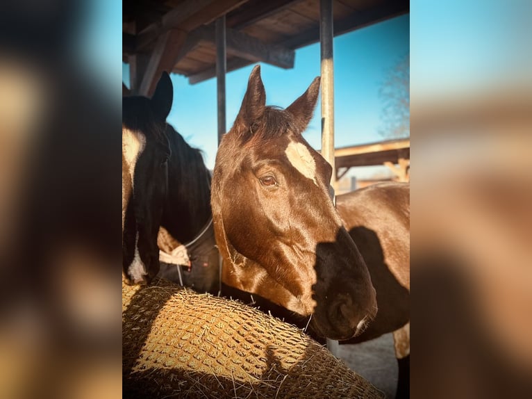 Silesian Mare 13 years 15,2 hh Black in Weil am Rhein